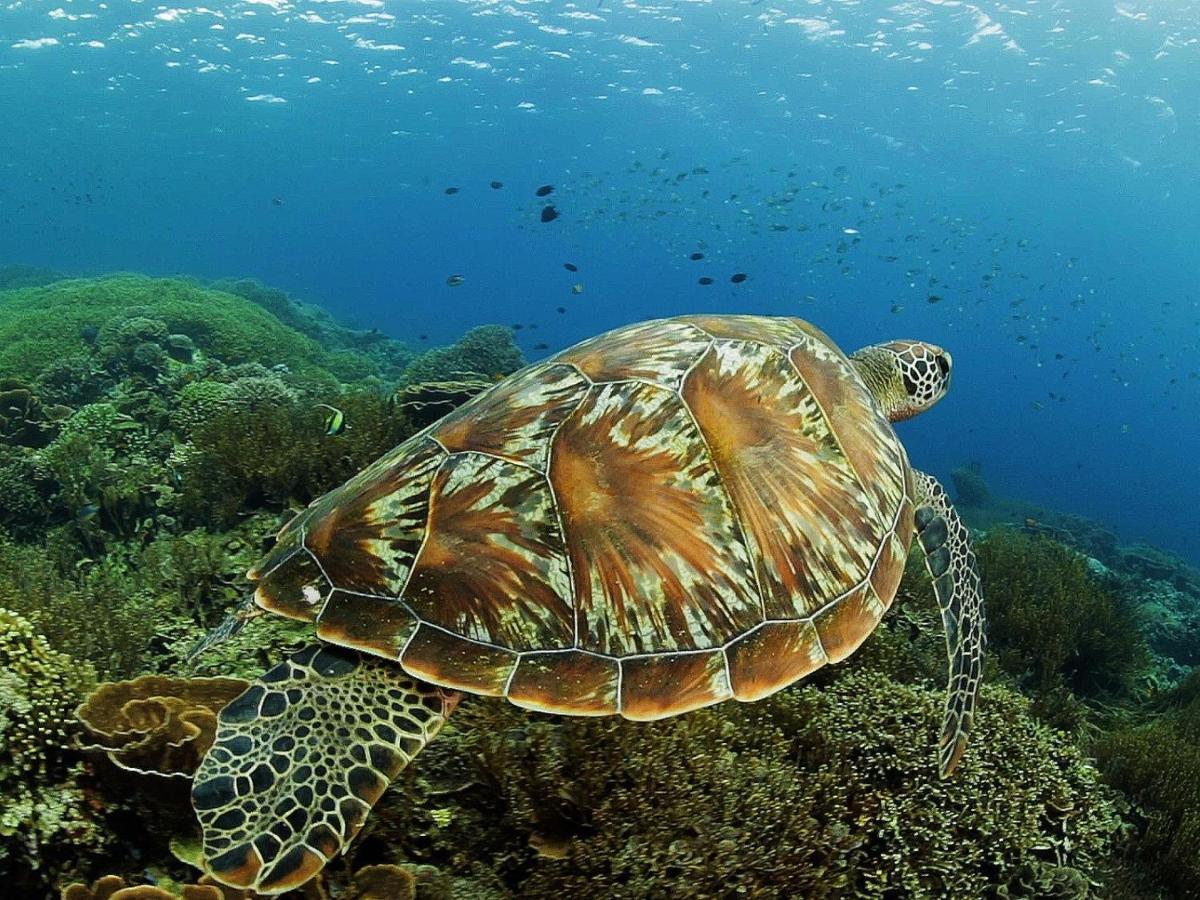 Komodo Resort Sebayur Εξωτερικό φωτογραφία